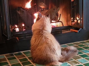 Safeguard Your Pets Near Heaters, Radiators, and Other Warmers: Expert Safety Tips
