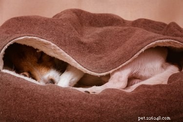 Safeguard Your Pets Near Heaters, Radiators, and Other Warmers: Expert Safety Tips