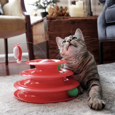Chewy’s Top Cyber Monday Deals for Cats – Save on Toys, Treats & Essentials