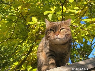 The Power of a Cat s Vision: Understanding Their Superior Nighttime Sight
