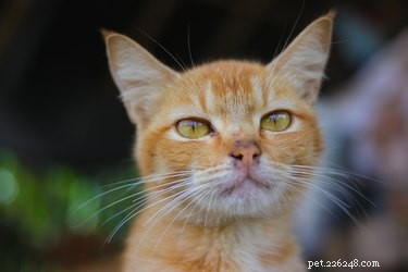 The Power of a Cat s Vision: Understanding Their Superior Nighttime Sight