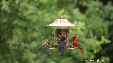 Enhance Your Cat’s Life: Hang Bird Feeders Outside Your Windows for Safe, Stimulating Enrichment