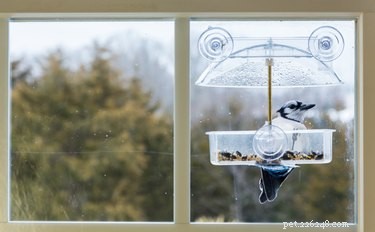 Enhance Your Cat’s Life: Hang Bird Feeders Outside Your Windows for Safe, Stimulating Enrichment