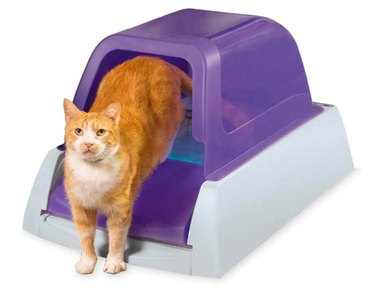 Top Amazon Black Friday Deals on Cat Products – Save Big on Litter, Toys & Gifts