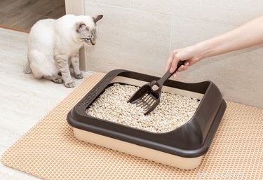 Top Cat Litter Mats of 2022: Durable, Easy‑Clean Solutions