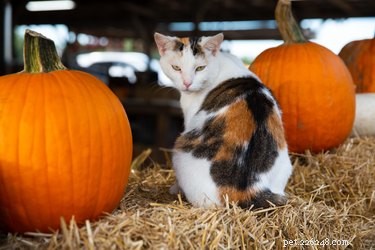Celebrate Paw‑Tumn: 5 Pumpkin‑Flavored Cat Treats for a Healthy, Happy Feline