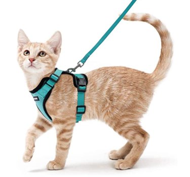 Top Cat Harnesses for Safe Outdoor Walks