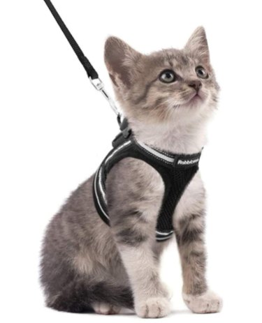 Top Cat Harnesses for Safe Outdoor Walks