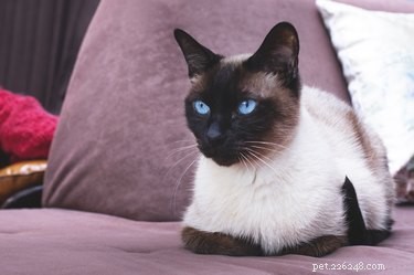 Why White Cats Are More Likely to Be Deaf: The Genetic Link Explained