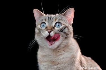 Why White Cats Are More Likely to Be Deaf: The Genetic Link Explained