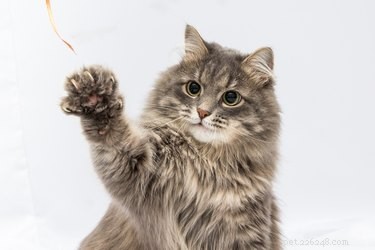 Understanding Carpal Whiskers: The Mysterious Sensory Hairs on Your Cat’s Front Legs