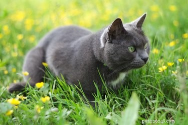 Understanding Carpal Whiskers: The Mysterious Sensory Hairs on Your Cat’s Front Legs