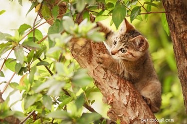 Understanding Carpal Whiskers: The Mysterious Sensory Hairs on Your Cat’s Front Legs