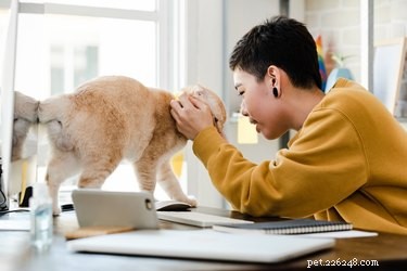 Do Cats Realize When They’re Being Cute?