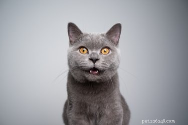 Do Cats Realize When They’re Being Cute?