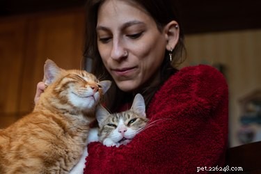 Scruffing a Cat: Why It’s Harmful and Better Alternatives