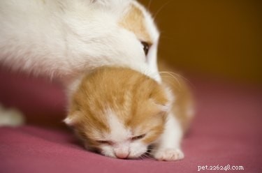 Scruffing a Cat: Why It’s Harmful and Better Alternatives