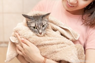 Scruffing a Cat: Why It’s Harmful and Better Alternatives