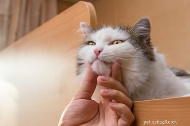 Scruffing a Cat: Why It’s Harmful and Better Alternatives