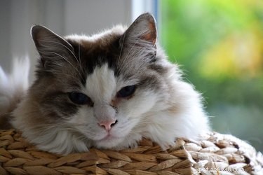 Understanding Cat Hearing: How Their Ears Work and What They Perceive