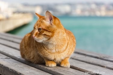 Understanding Cat Hearing: How Their Ears Work and What They Perceive