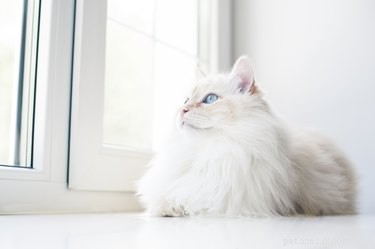 Understanding Cat Hearing: How Their Ears Work and What They Perceive