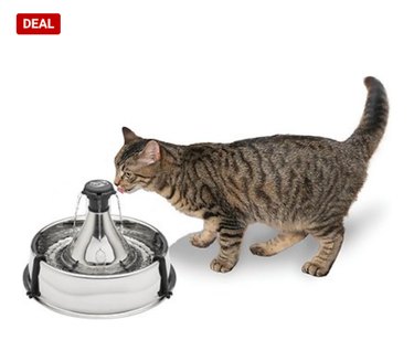 Celebrate Independence Day with the Best Fourth of July Deals on Cat Products