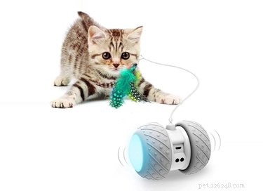 Amazon Prime Day 2021: Exclusive Savings on Cat Products