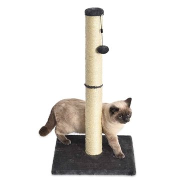 Amazon Prime Day 2021: Exclusive Savings on Cat Products