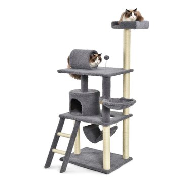 Amazon Prime Day 2021: Exclusive Savings on Cat Products