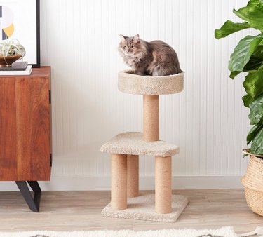 Amazon Prime Day 2021: Exclusive Savings on Cat Products
