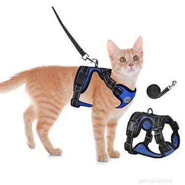Amazon Prime Day 2021: Exclusive Savings on Cat Products