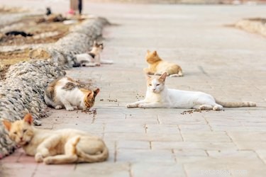 Expert Guide: Caring for Stray Cat Colonies