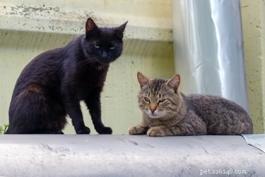 Expert Guide: Caring for Stray Cat Colonies