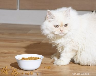 Why Your Cat Rarely Drinks Water and How to Encourage Hydration
