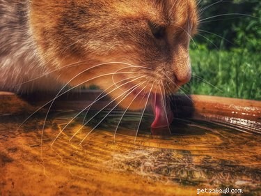 Why Your Cat Rarely Drinks Water and How to Encourage Hydration
