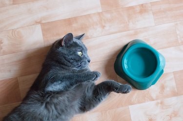 Why Your Cat Rarely Drinks Water and How to Encourage Hydration