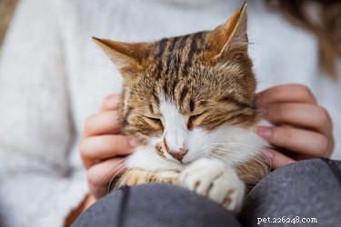 The Science Behind a Cat s Purr: How Cats Generate Their Signature Sound