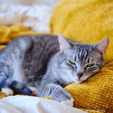 The Science Behind a Cat s Purr: How Cats Generate Their Signature Sound