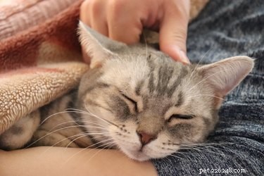 The Science Behind a Cat s Purr: How Cats Generate Their Signature Sound