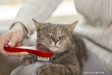 How to Brush Your Cat: A Beginner’s Step‑by‑Step Guide