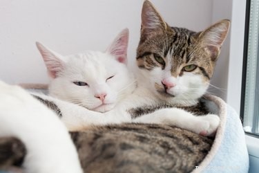 Are Cats Lonely Without a Companion? What You Need to Know