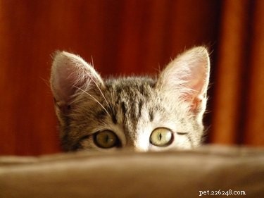 Are Cats Lonely Without a Companion? What You Need to Know