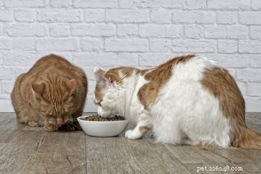 Are Cats Lonely Without a Companion? What You Need to Know