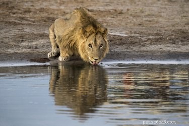 The Science Behind How Cats Drink Water: A Complete Guide