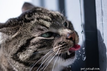 The Science Behind How Cats Drink Water: A Complete Guide