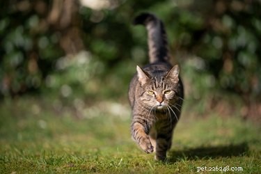 The Science of Cat Movement: How Cats Walk and Keep Their Balance