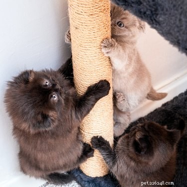 The Science of Cat Movement: How Cats Walk and Keep Their Balance