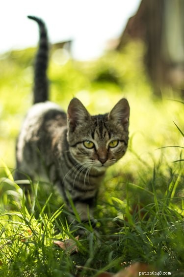 The Science of Cat Movement: How Cats Walk and Keep Their Balance