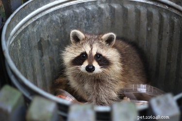 Are Cats and Raccoons Real Friends or Rivals? Uncovering the Truth